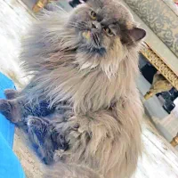 گربه پرشین اسکاتیش ماده