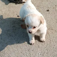 توله اشپیتزو|سگ|نجف‌آباد, گلدشت|دیوار