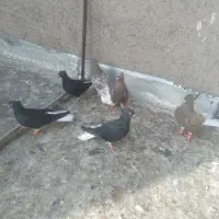 کفتر
