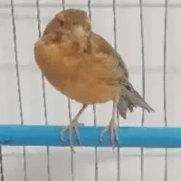 قناری*زیتونسرخ*جفتی قناریسهره|پرنده|شیراز, شهرک قمشه|دیوار