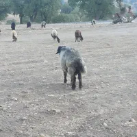 قوچ سه ساله ترکی و‌ کاوه