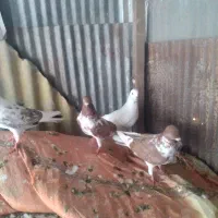 کبوتر مایه
