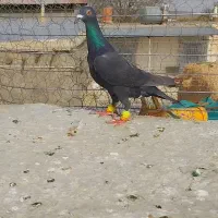 ماده هفترنگ