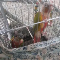 یک جفت گرینچیک سخنگو.رقاص.|پرنده|قزوین, |دیوار