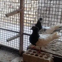 کبوتر نر ماده کله سیاه