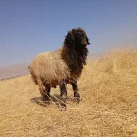 قوچ بختیاری قنقور یک ساله|حیوانات مزرعه|شیراز, وزیرآباد|دیوار