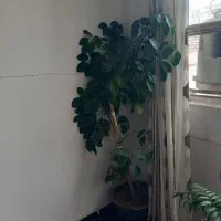 گل پنجه گربه ی|گل و گیاه طبیعی|دهگلان, |دیوار