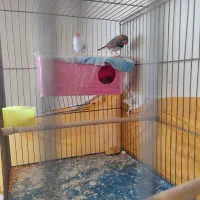 جفت فنچ جوان باتخم قفس