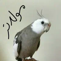 جفت عروس هلندی وایت فیس|پرنده|قم, محمد آباد|دیوار