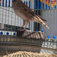 سهره خاکی|پرنده|کبودرآهنگ, |دیوار