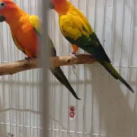 طوطی خورشیدی|پرنده|اهواز, کوی ملی راه|دیوار