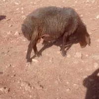 فروش فوری قوچ|حیوانات مزرعه|کوهدشت, |دیوار