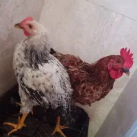 مرغ و خروس ۶ ماهه سالم