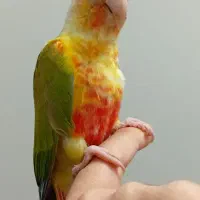 گرینچیک آناناسی اکستریم رد ، رد فکتور با تست جنسیت|پرنده|کاشمر, |دیوار