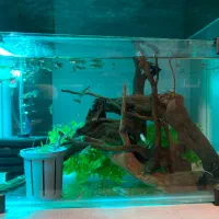اکواریوم با ماهی و گیاه و چوب ابنوس کامل