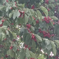 ویلا باغ جاده میقان