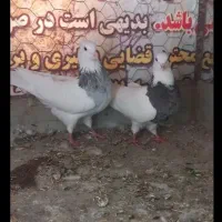 کبوتر طوقی