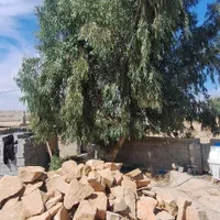 خریدوفروش انواع درخت( اکالیپتوس)مورت صنوبرابریشم|خدمات باغبانی و درختکاری|بهبهان, |دیوار