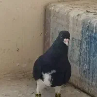 دوتا شهری درجه یک