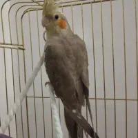 عروس هلندی|پرنده|زنجان, |دیوار