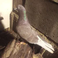 یک جفت کبوتر خوب|پرنده|جم, |دیوار