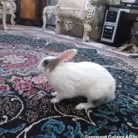 خرگوش بازی گوش وفوتبال دستی