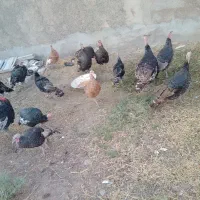 بوقلمون