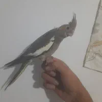 عروس هلندی دستی|پرنده|اصفهان, منتظرالمهدی|دیوار