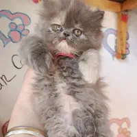 گربه بلو|گربه|تهران, دانشگاه شریف|دیوار