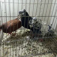 شهری جفتی|پرنده|شیراز, تندگویان|دیوار