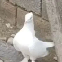 کفتر سفید بوشهری
