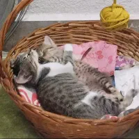 واگذاری رایگان گربه