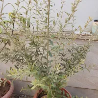 گل و نهال|گل و گیاه طبیعی|ری, فیروزآبادی|دیوار