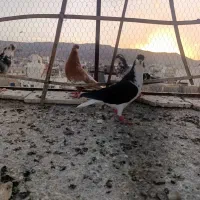 کفتر پرشی