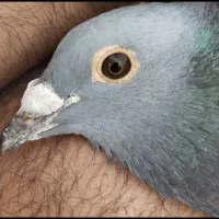 مسافتی آردن و بلژیک.. پیتر مروی ،ون روی،جانسون