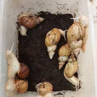 حلزون آچاتینا|خزنده|تهران, بریانک|دیوار