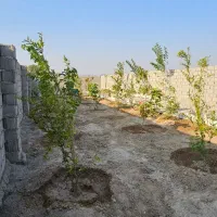 باغچه سنددار شهرکی با آب دائم معاوضه با خودرو|فروش زمین و ملک کلنگی|شهریار, اصیل آباد|دیوار