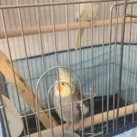 ۲عدد عروس هلندی نرمست وماده آماده تخم گذاری به شرط