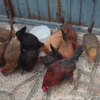 مرغ محلی|حیوانات مزرعه|ماهدشت, |دیوار