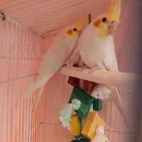 ۳عددعروس هلندی لیتونو|پرنده|پردیس, فاز ۸|دیوار