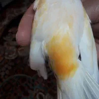 قناری موزایکی نر با قفس بزرگ ووسایل کامل|پرنده|فردیس, قریشی|دیوار