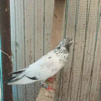 کبوتر|پرنده|رودسر, |دیوار