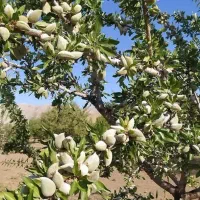 پیشفروش نهال بادام حریر دوساله