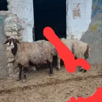 میش گم شده