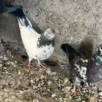 همه سالم و سرحال|پرنده|پیر بکران, |دیوار