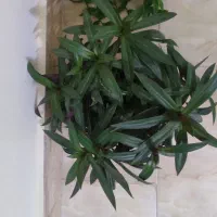 گل طبیعی پر و زیبا