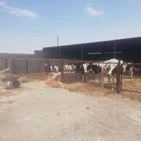 گاوداری واقع در مجتمع گاریزات