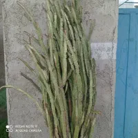 فروش کاکتوس