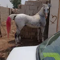 اسب نر عرب