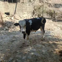 فروش چهار راس گوساله نرمحلی و دورگ